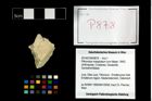 Foto (Objekt + Etikett) von Pithonoton marginatum (von Meyer, 1842)  (NHMW-GEO-2014-0194-0878)
